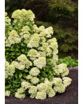 Hydrangea paniculata Лівінг Літл Пешн у саду